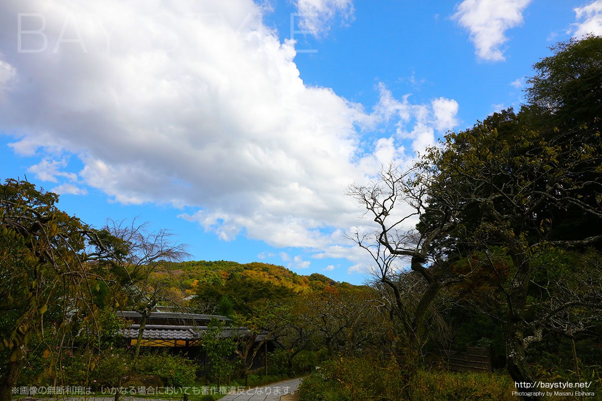 東慶寺の紅葉は11月下旬から12月上旬が見頃