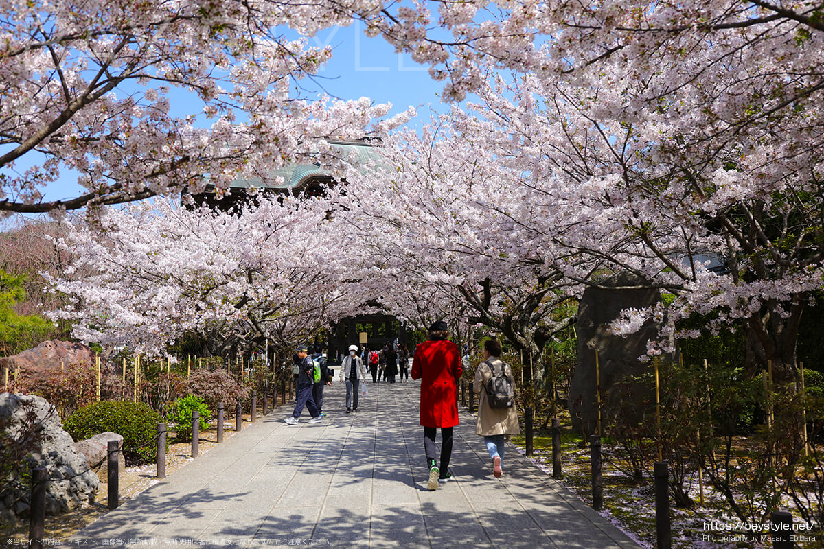総門前の桜並木
