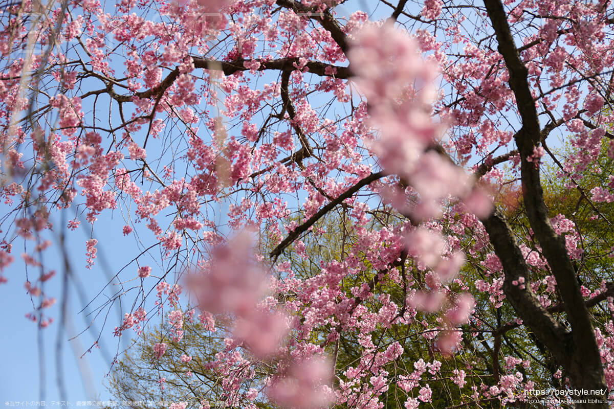 東慶寺の桜について