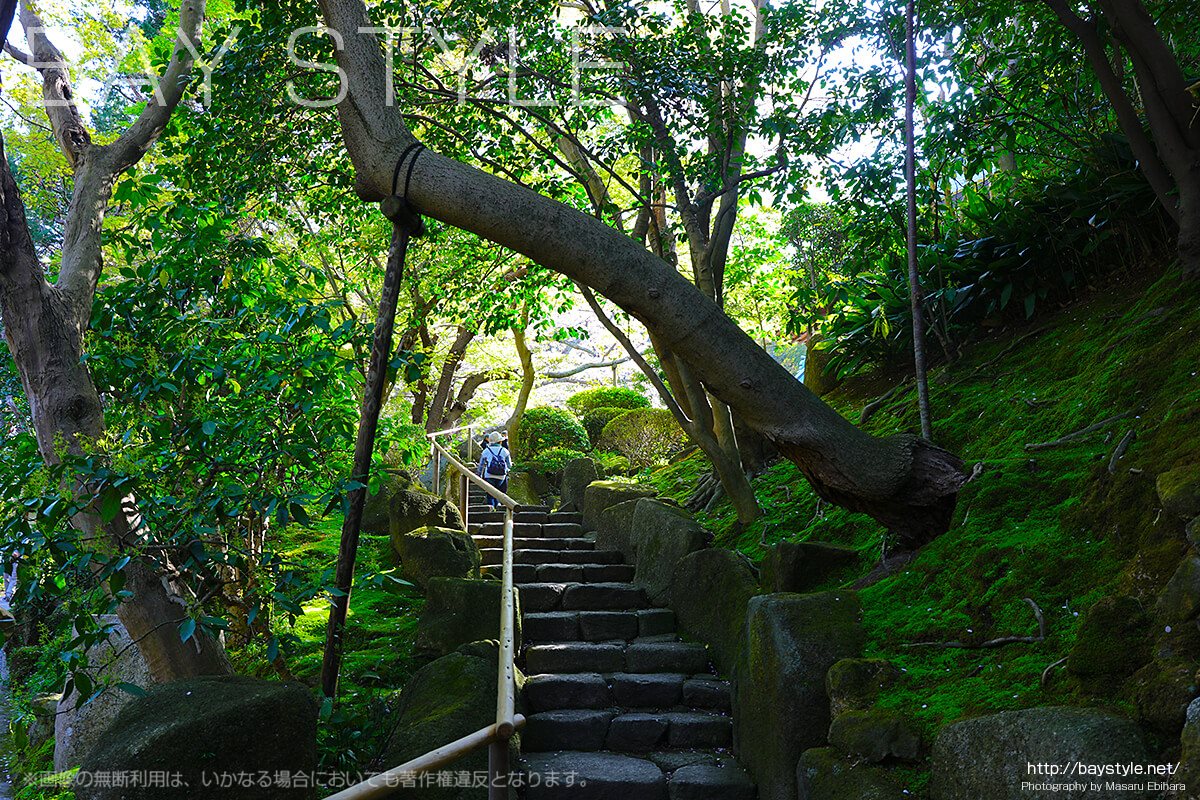 見どころ3：苔と緑が待ち受けている報国寺の入り口
