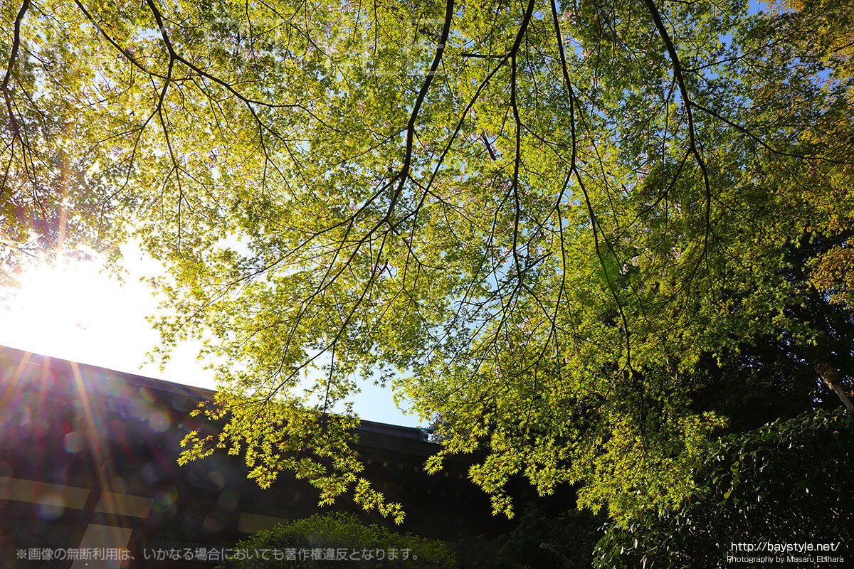 見どころ3：苔と緑が待ち受けている報国寺の入り口