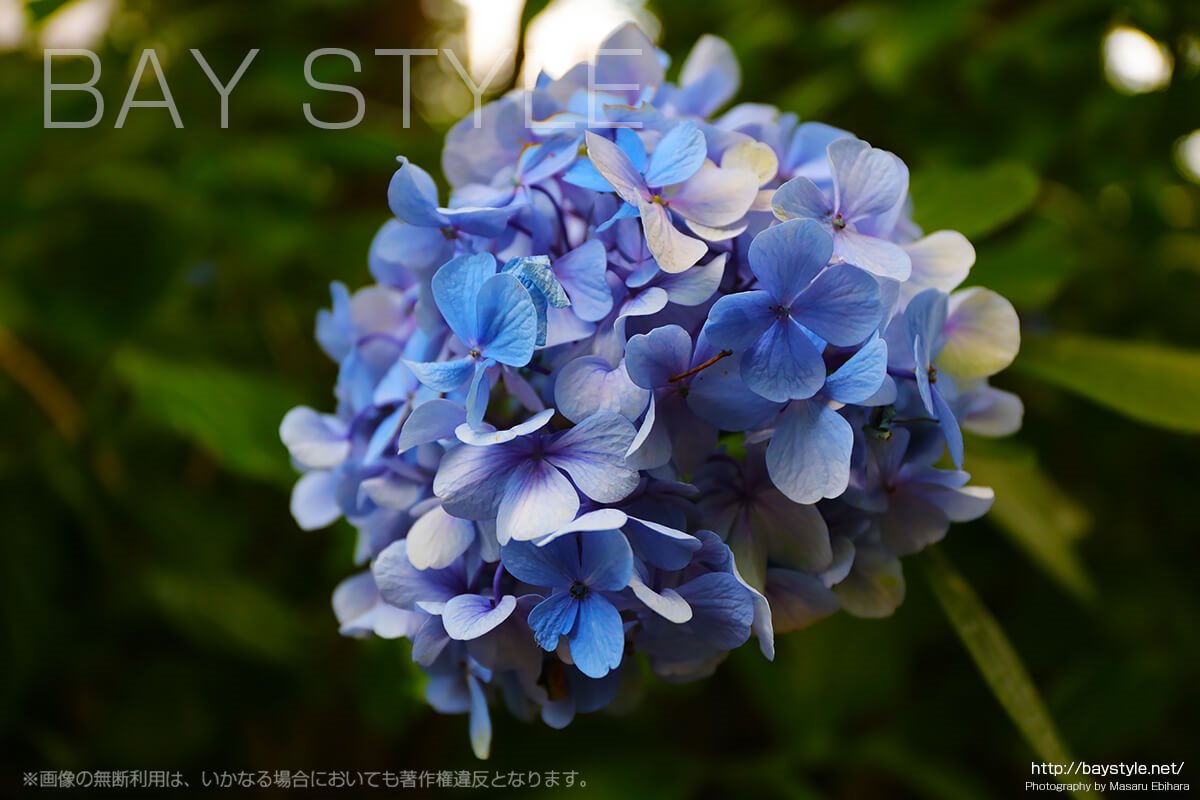 円覚寺の敷地内で撮影した紫陽花