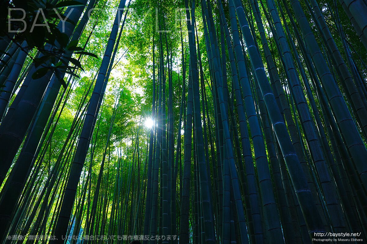 緑豊かな報国寺の竹林