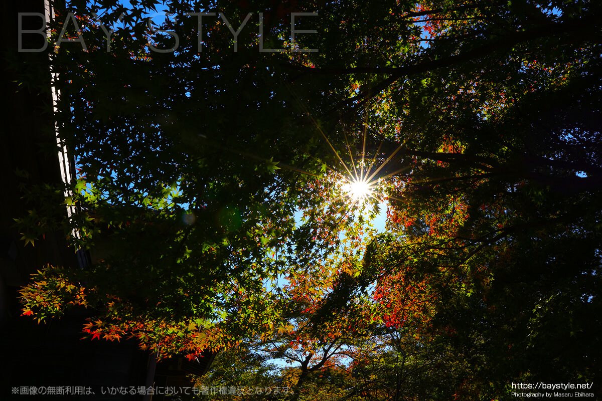 秋に撮影した覚園寺の境内の様子