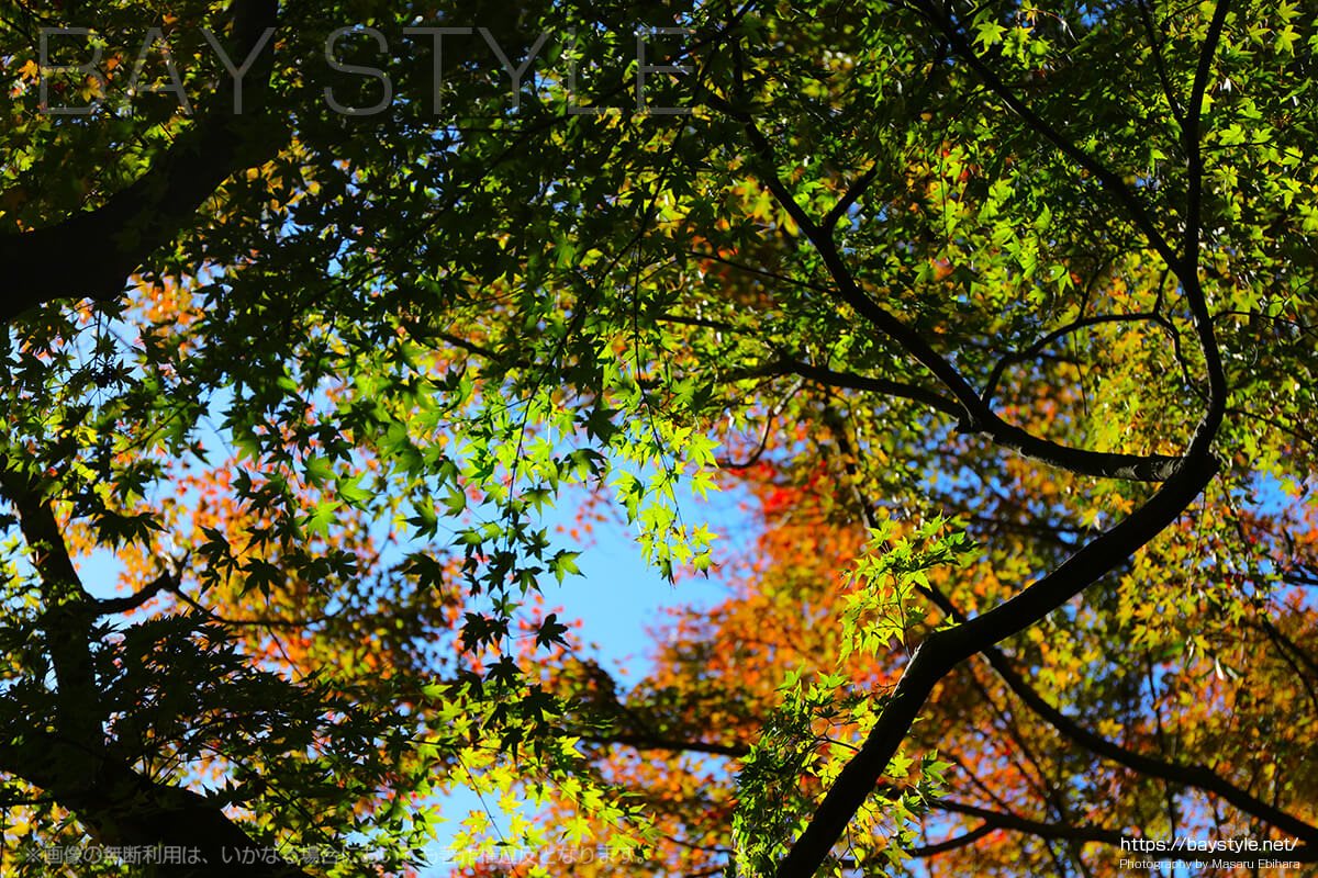 秋に撮影した覚園寺の境内の様子