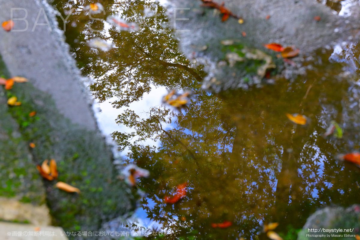 東慶寺の紅葉は11月下旬から12月上旬が見頃