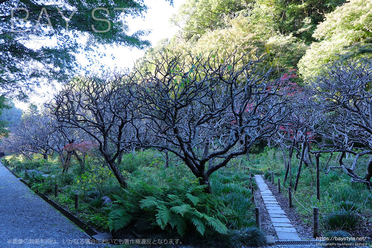 瑞泉寺受付横の梅の木