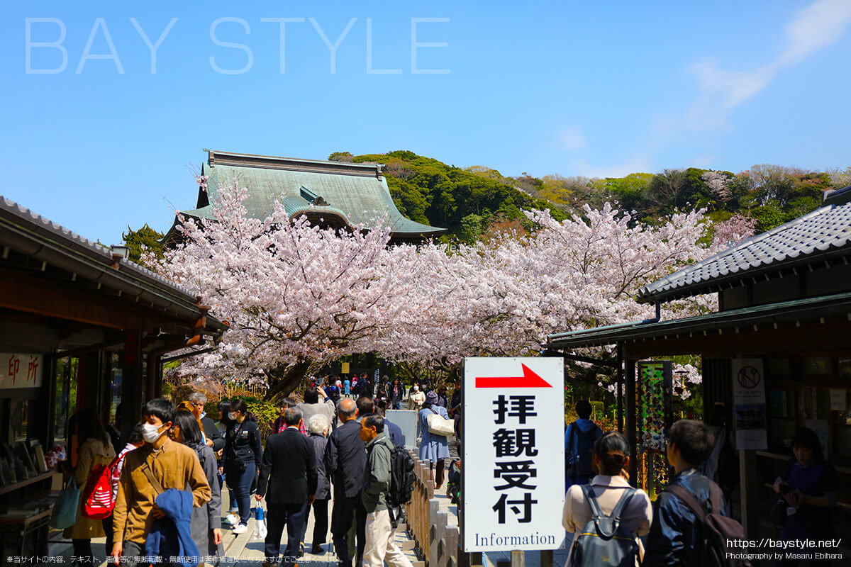 桜が満開のシーズンに突入した建長寺の総門前