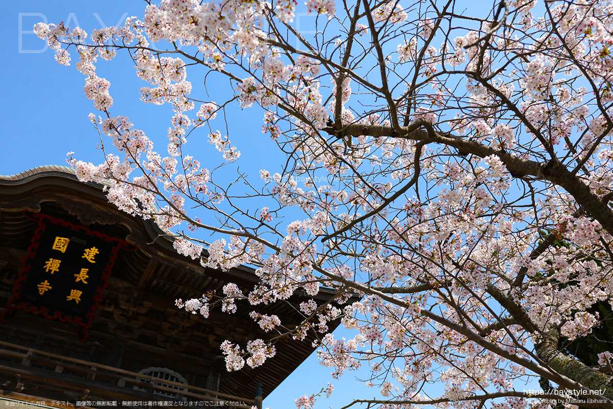 桜と重要文化財の三門