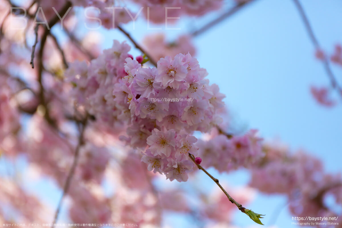 唐門付近の桜