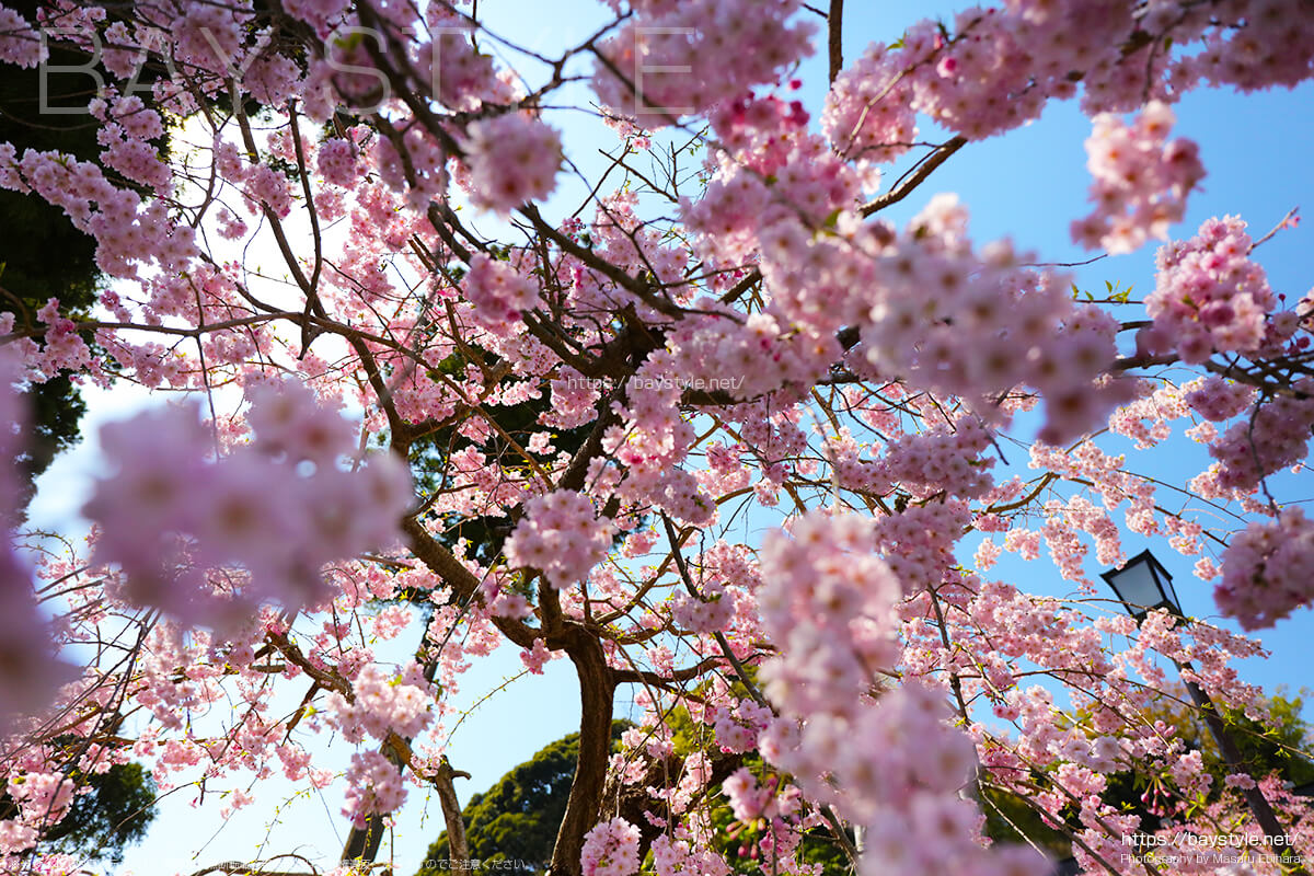 唐門付近の桜