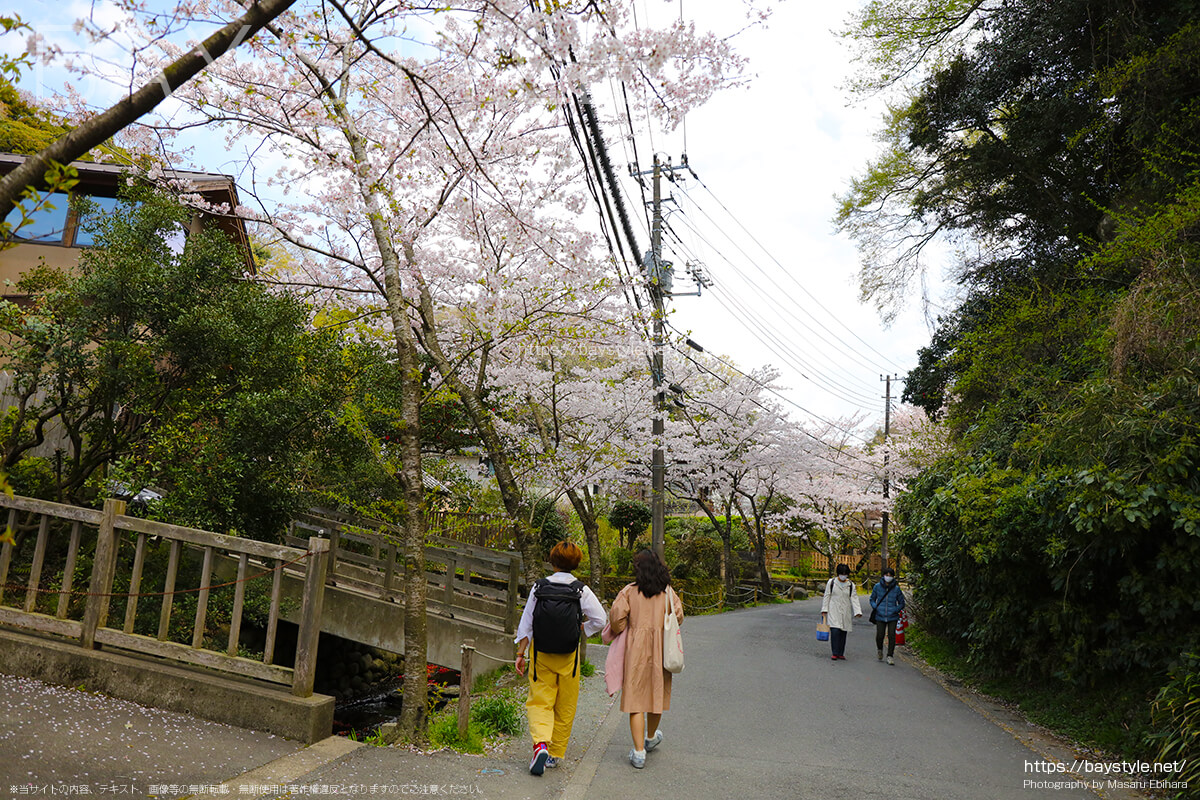 明月院に向う道にある桜