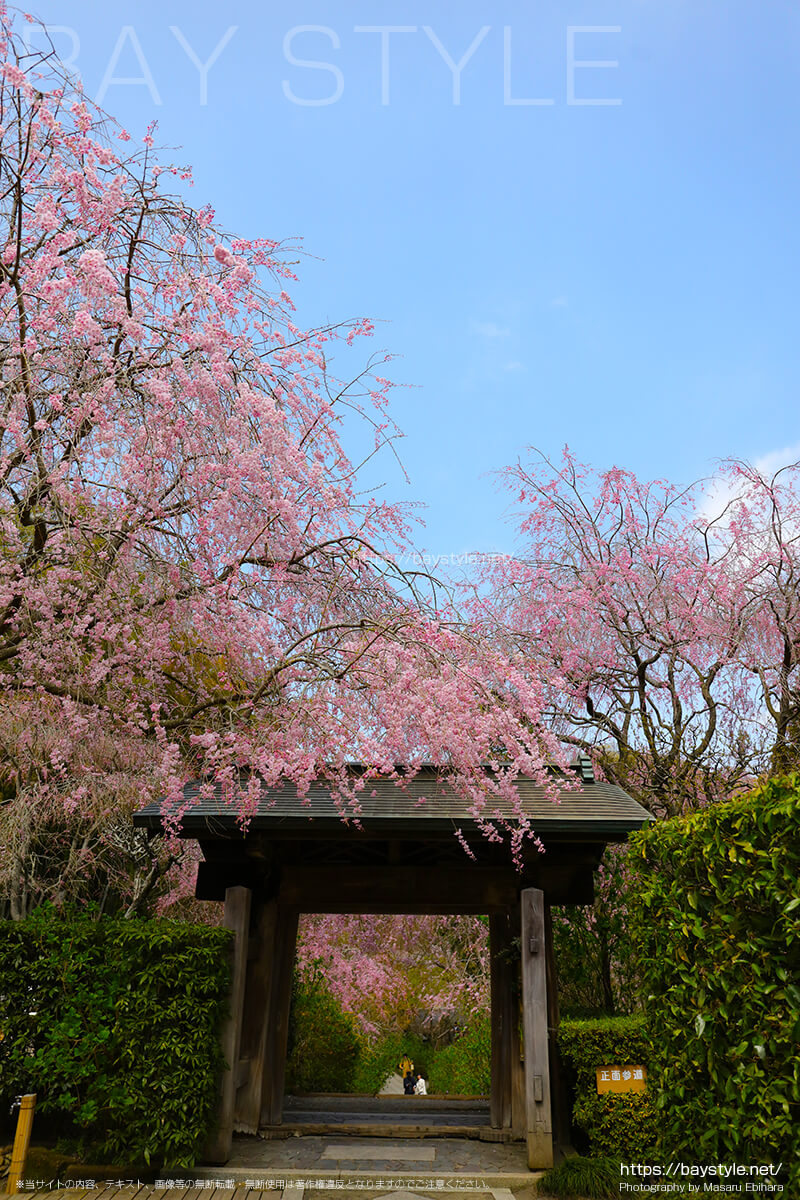 中門付近で撮影した明月院の桜