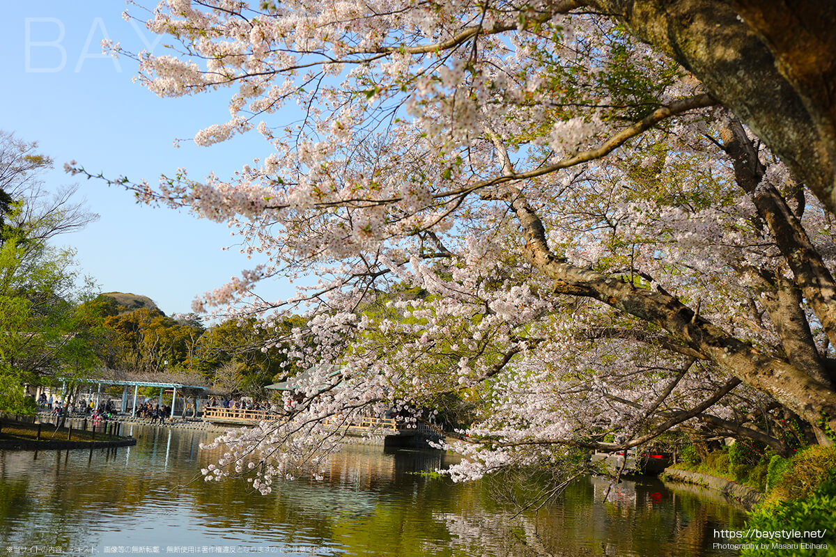 鶴岡八幡宮で一番桜が綺麗なおすすめの場所