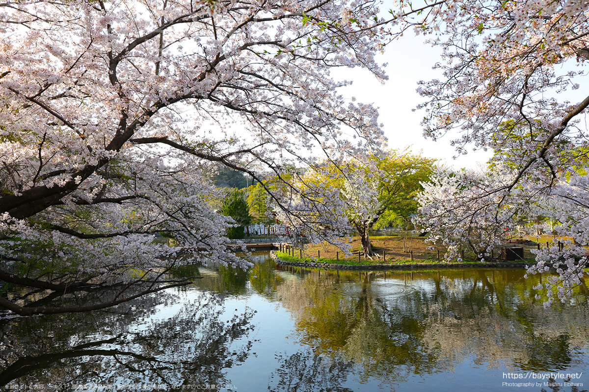 鶴岡八幡宮で一番桜が綺麗なおすすめの場所