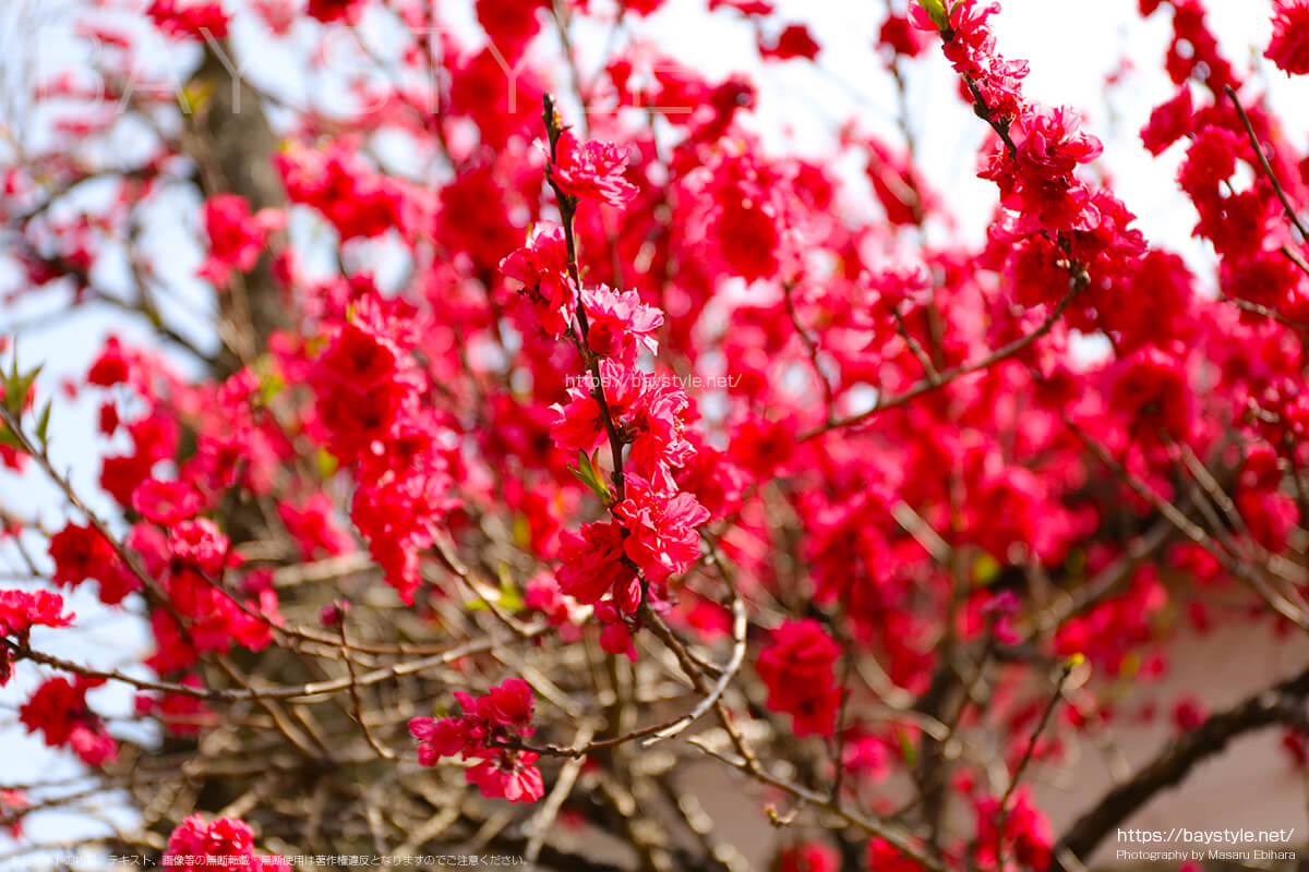 妙本寺から、八雲神社の途中で見つけた桃の花