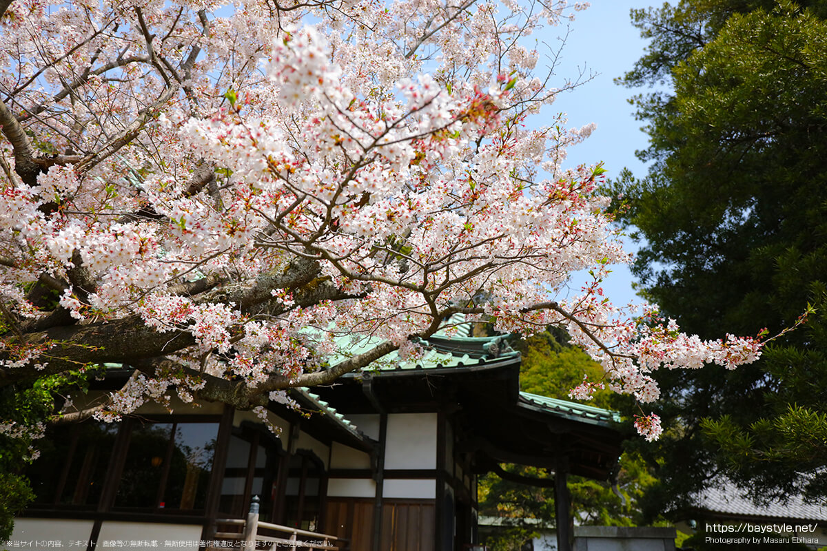 安養院の桜