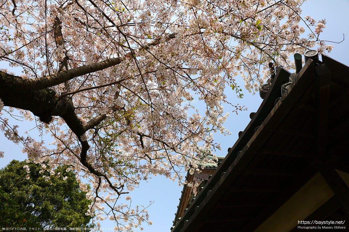 安養院の桜