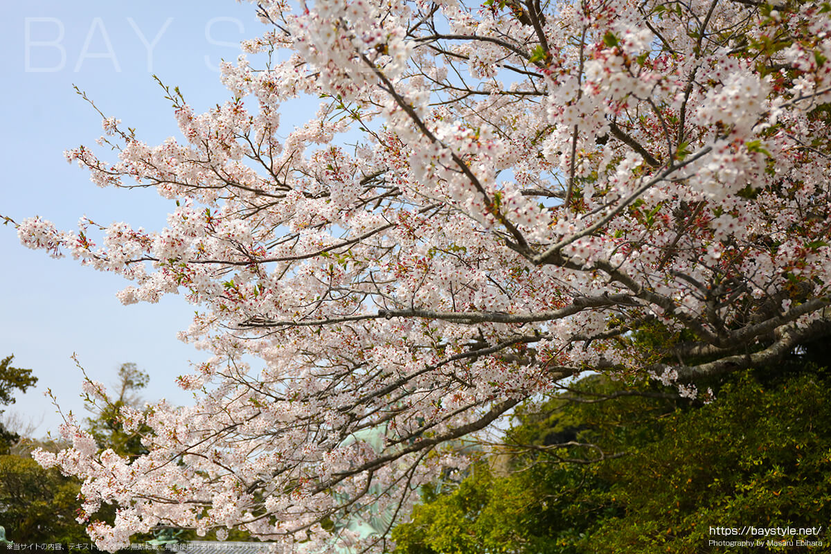 鎌倉の大仏前の桜
