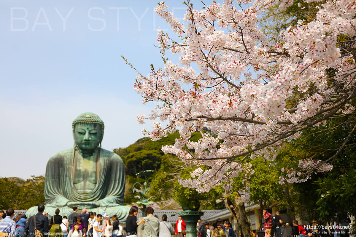 鎌倉の大仏と桜