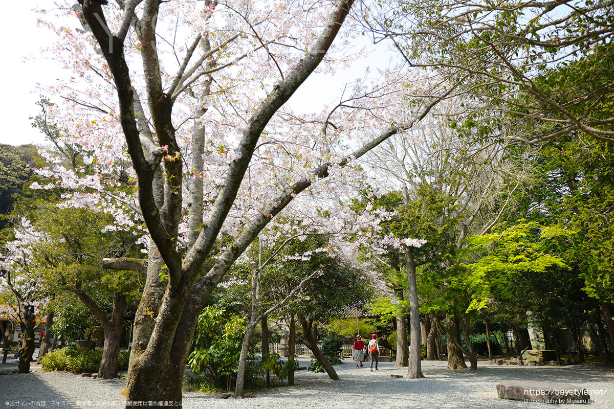 与謝野晶子歌碑周辺の桜