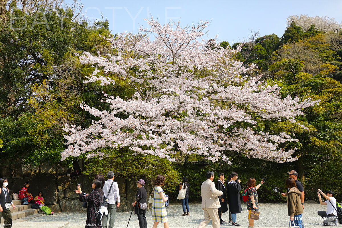 鎌倉の大仏前の桜