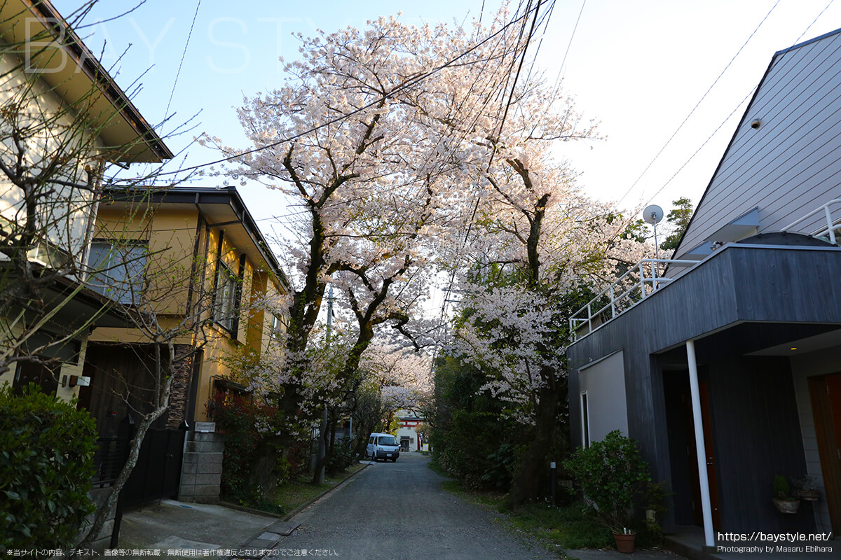 荏柄天神社の桜並木