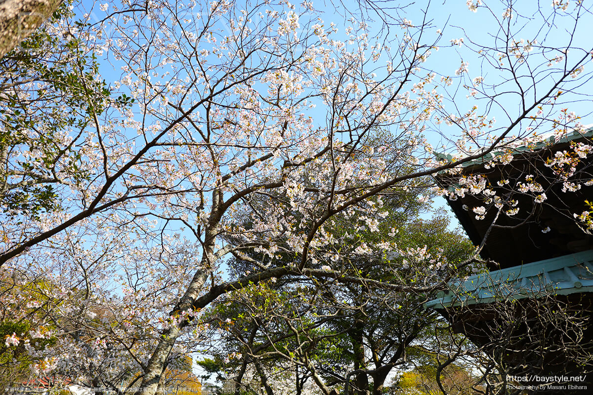 仏殿前の散策路にある桜