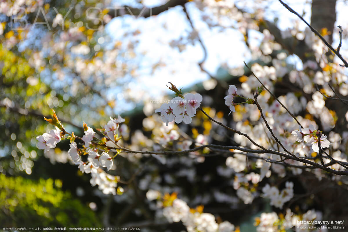 英勝寺の桜