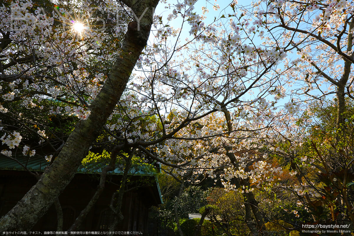 仏殿前の散策路にある桜