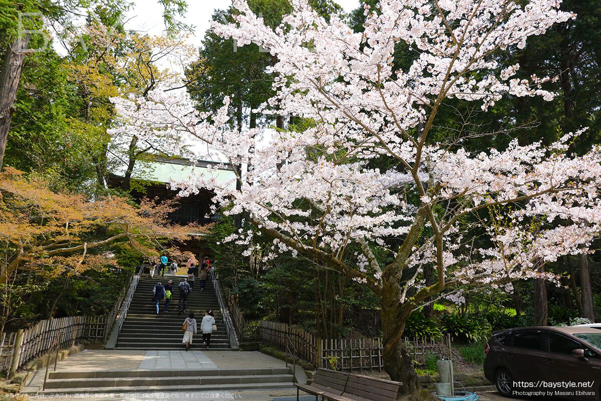 円覚寺入口付近の桜