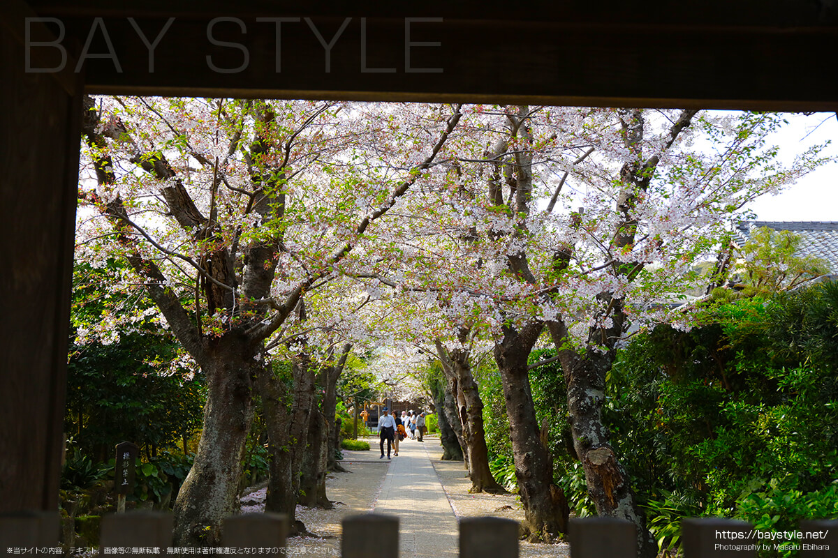 極楽寺の桜並木