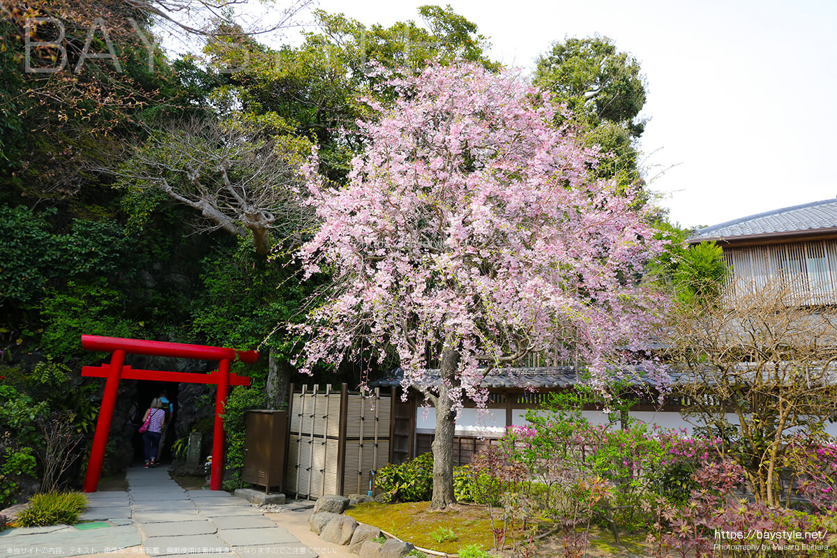 弁天窟入口付近の桜