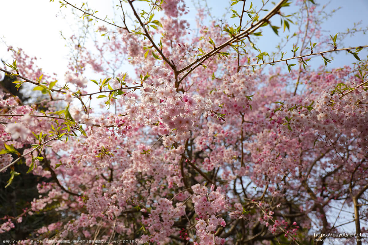 弁天窟入口付近の桜