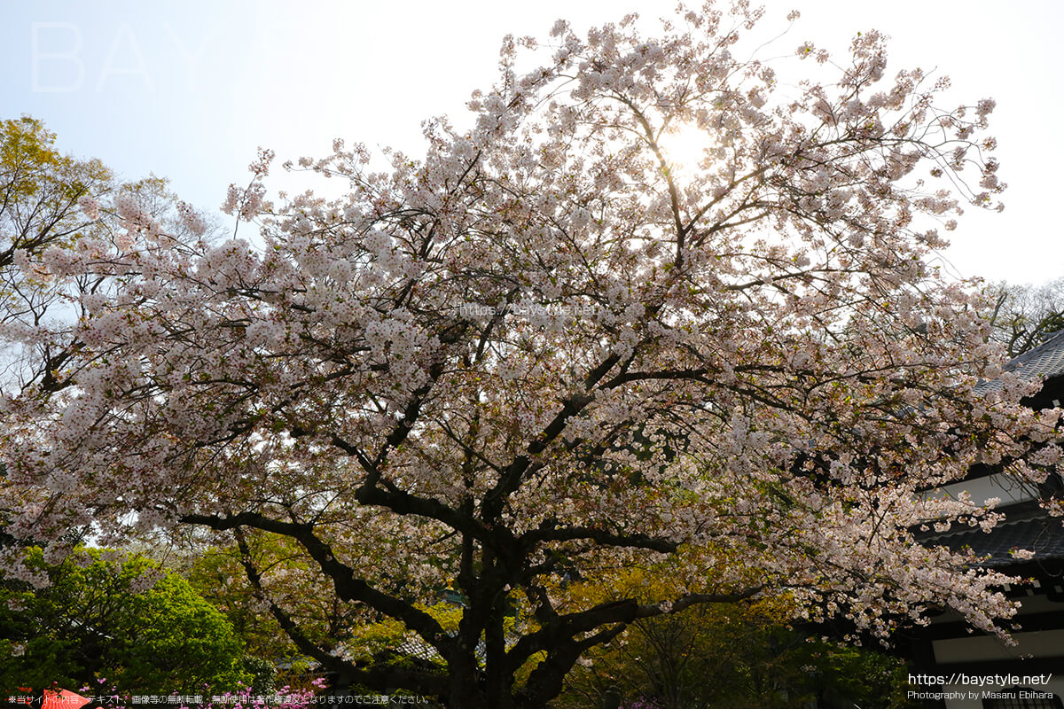 観音堂周辺の桜