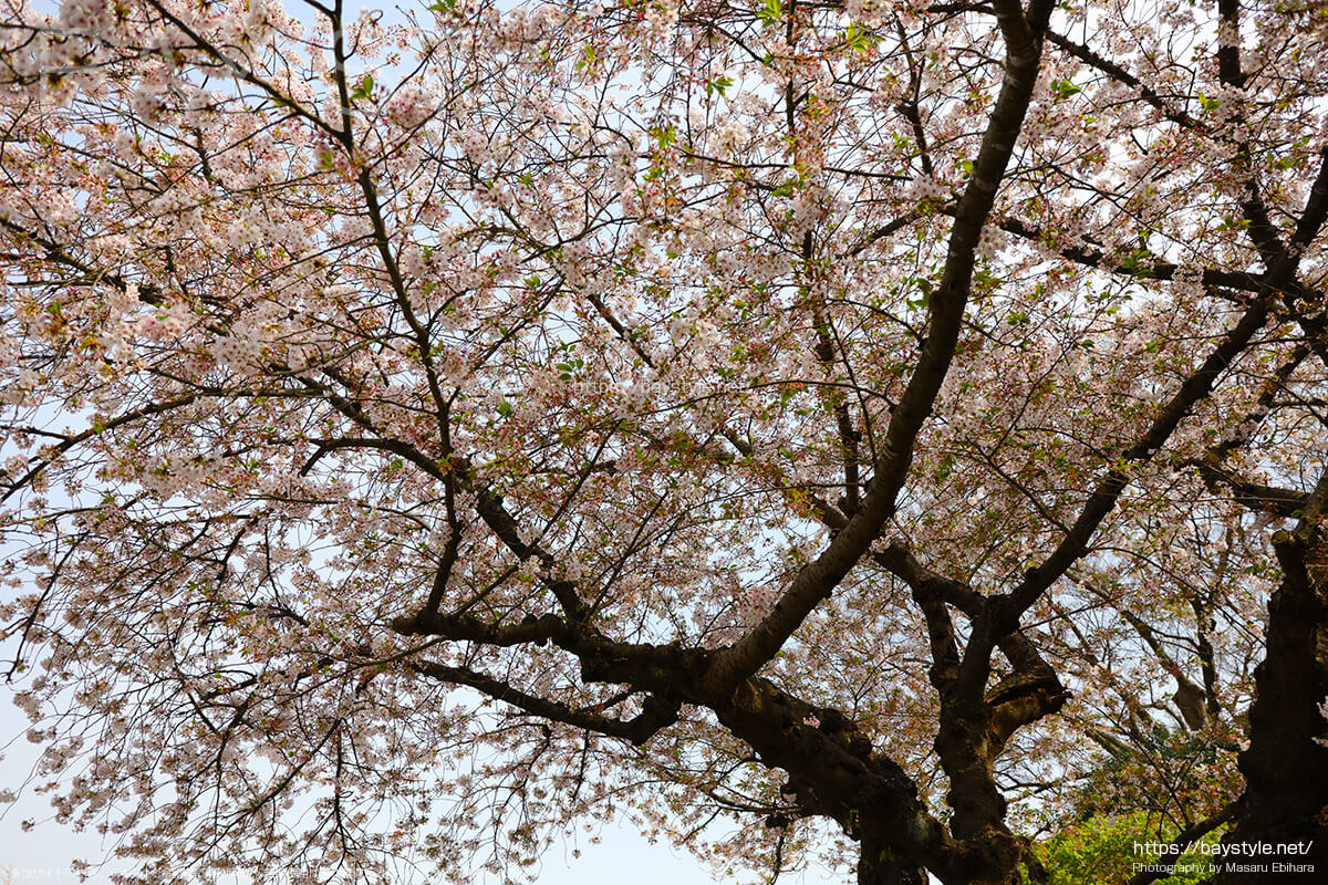 観音堂周辺の桜