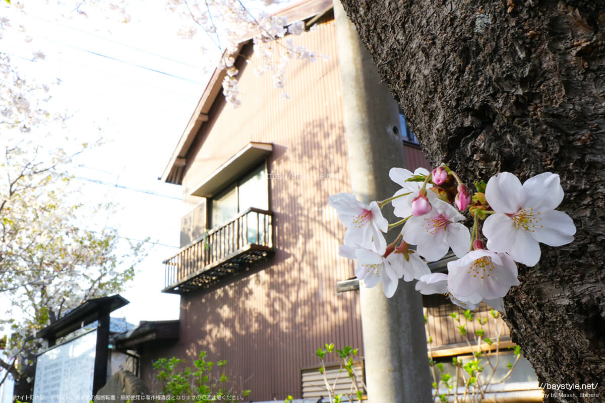 宝戒寺の入口付近の桜