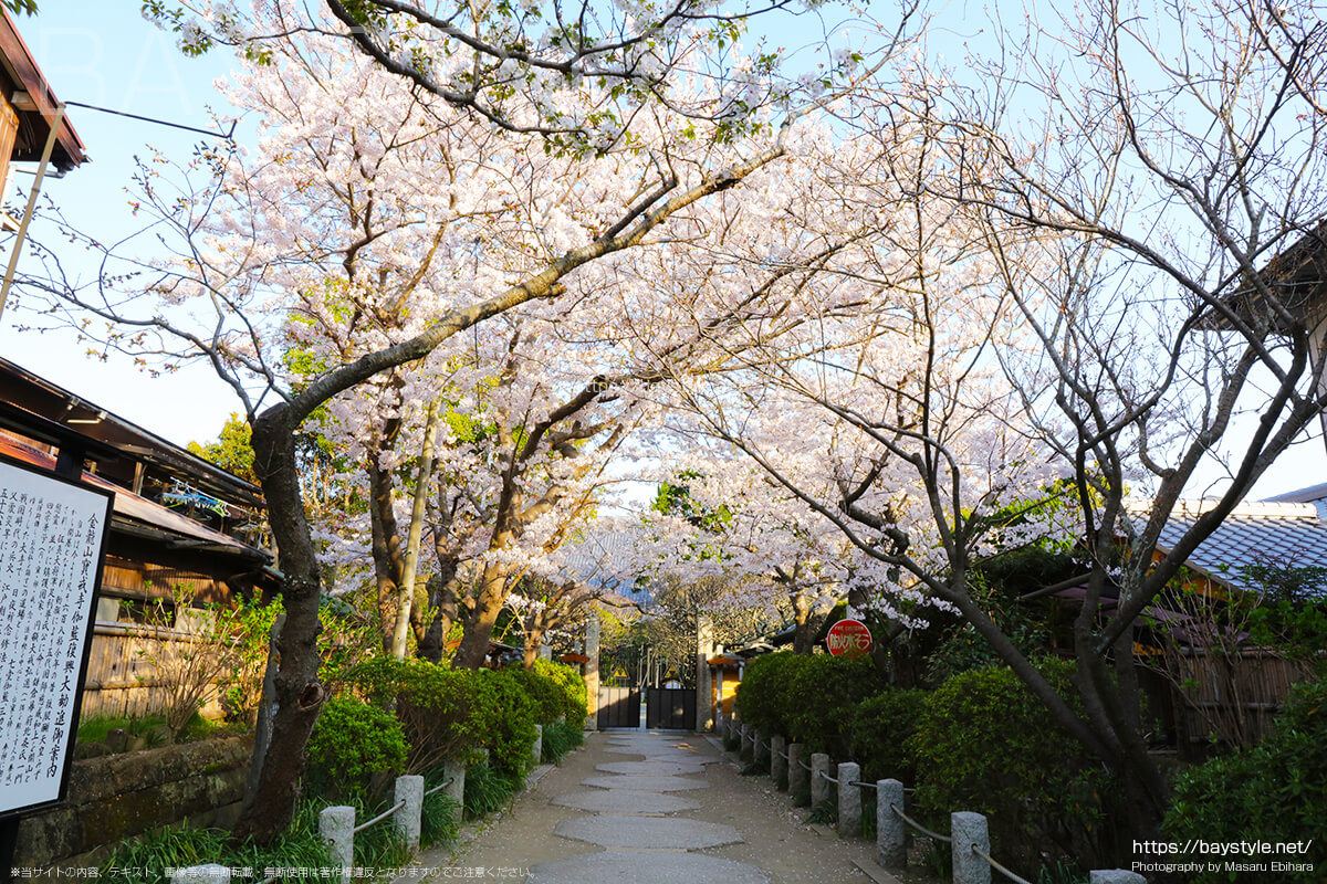宝戒寺の入口付近の桜