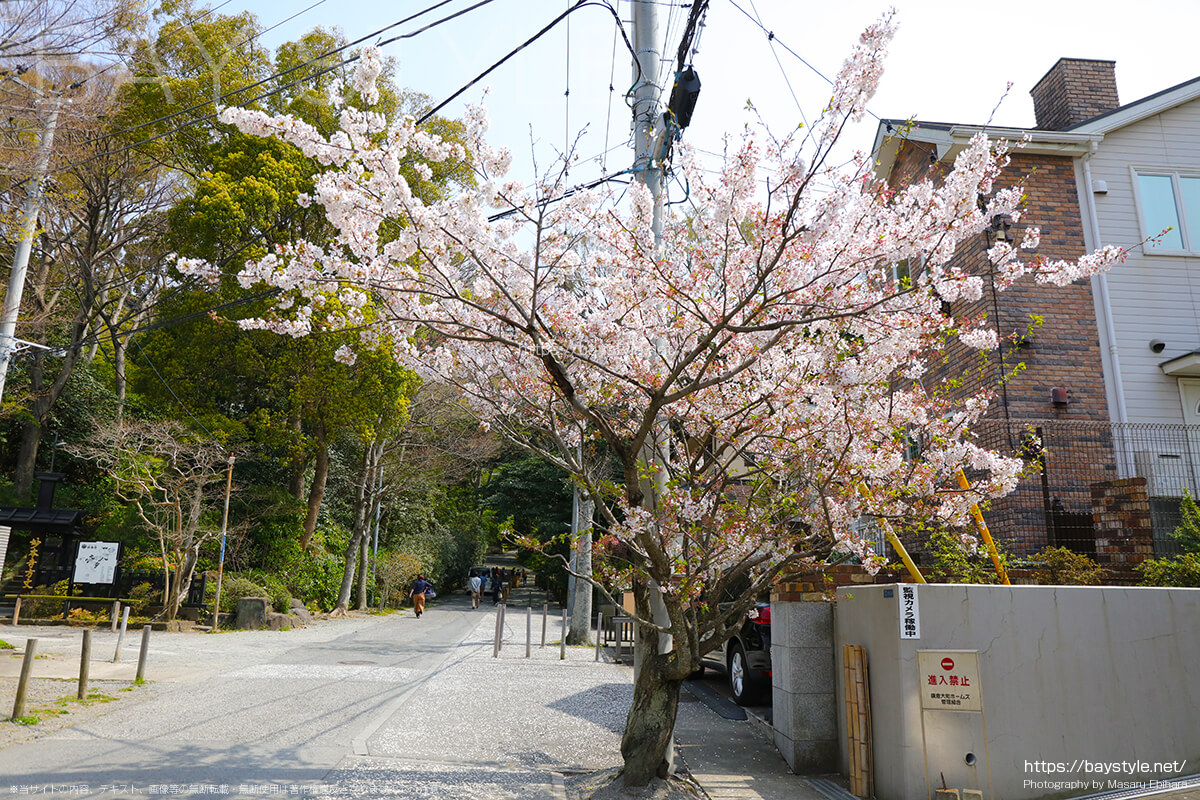 総門付近の桜