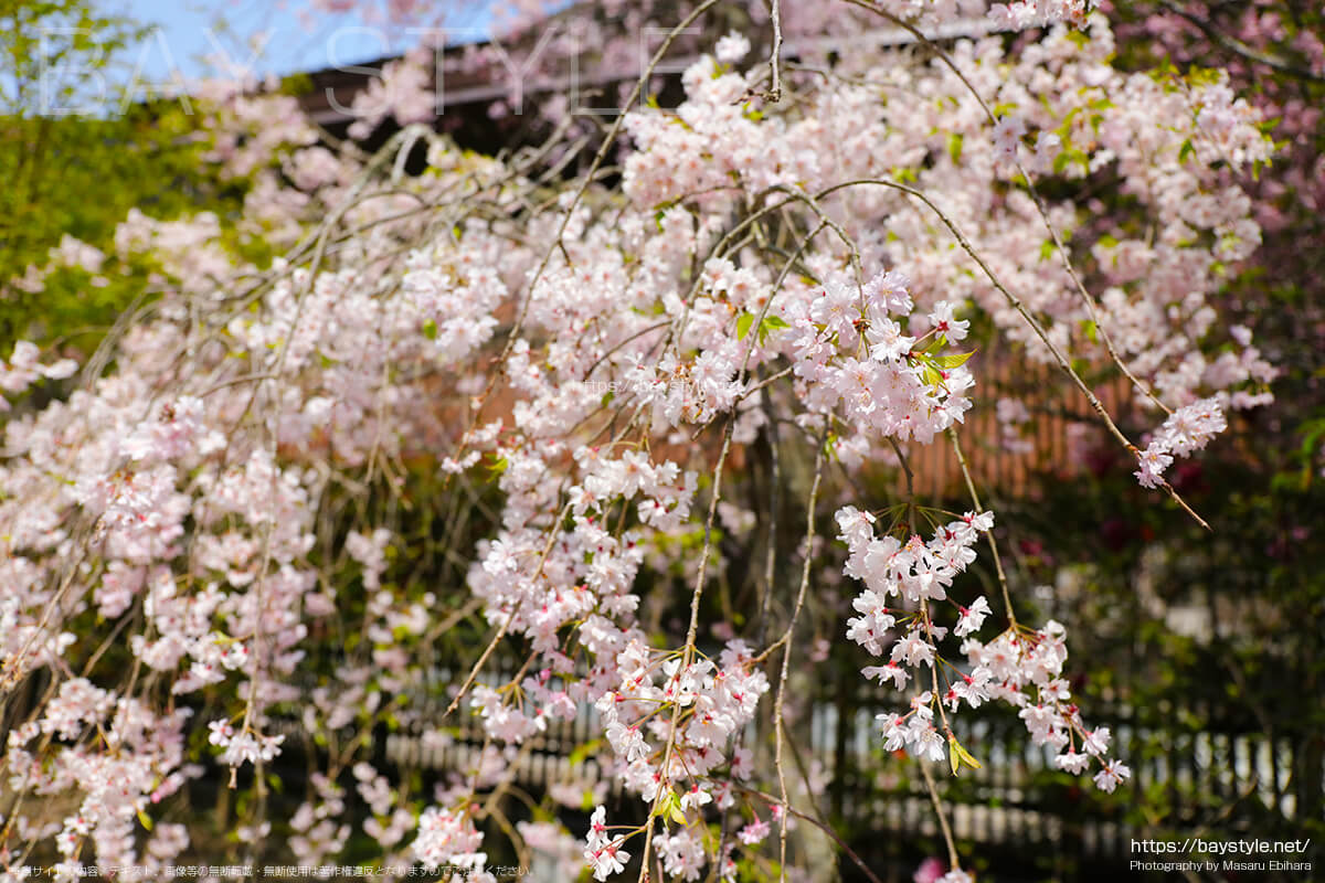 祖師堂前の桜
