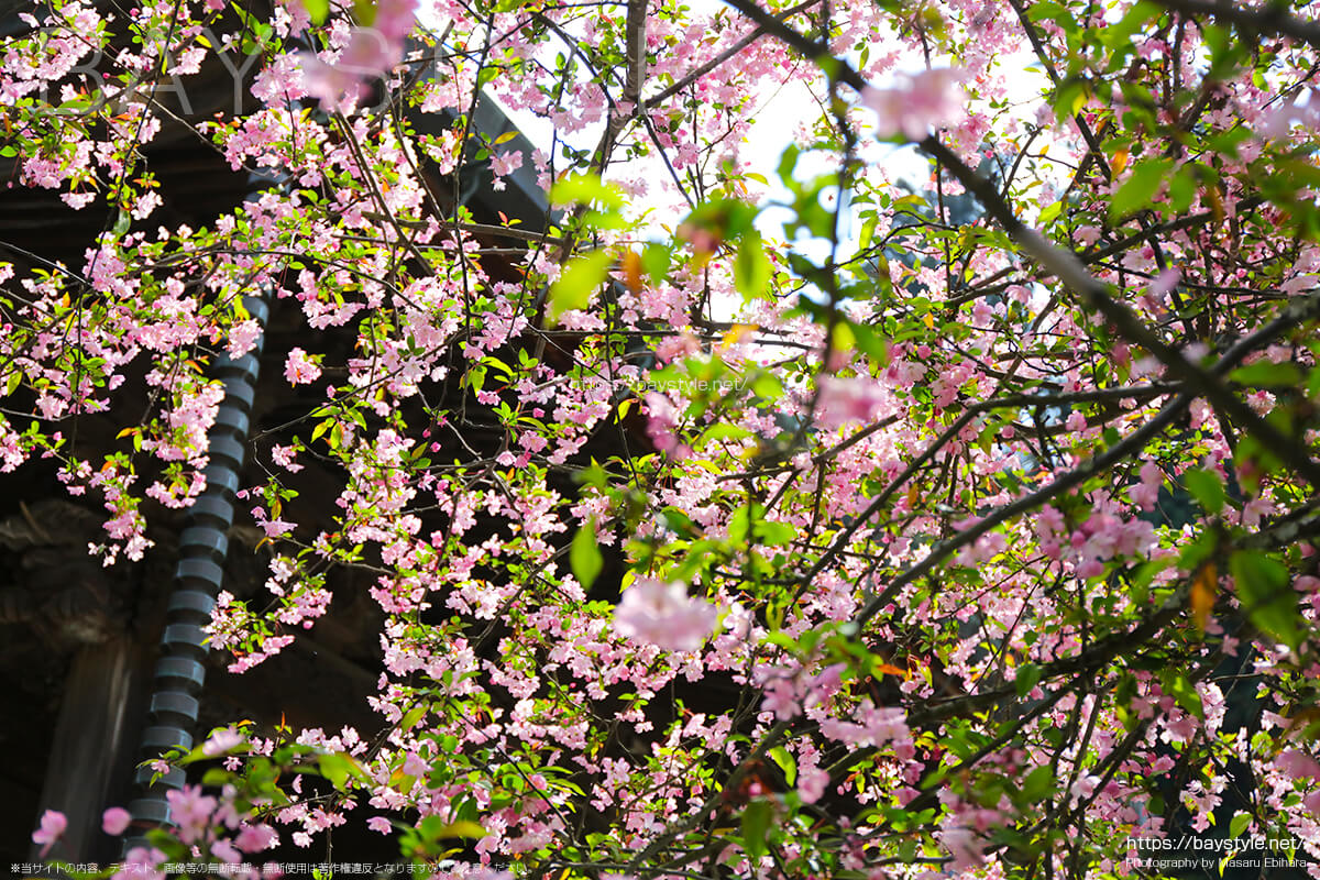 祖師堂前の桜