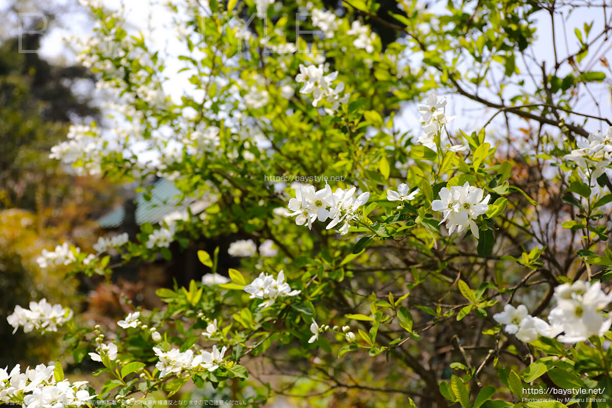桜の季節に見れる妙法寺の花