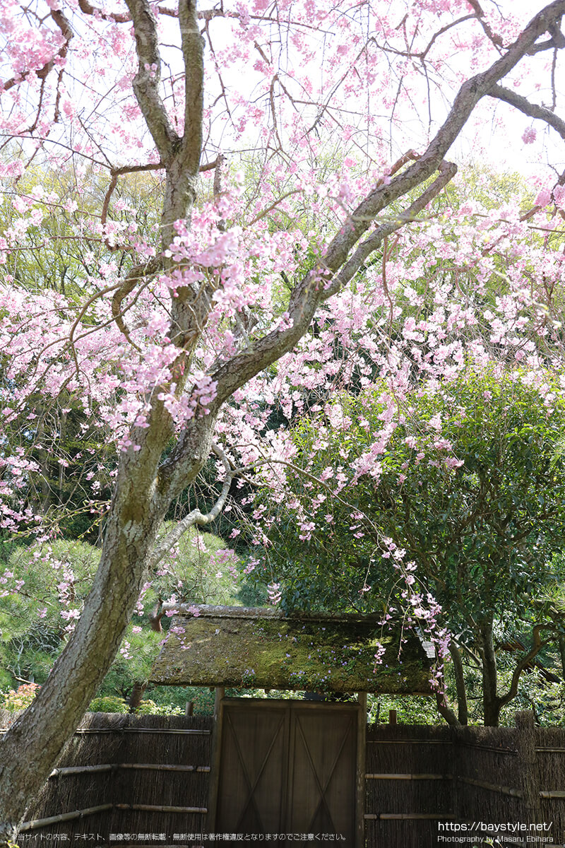 茶室「寒雲亭」前の桜