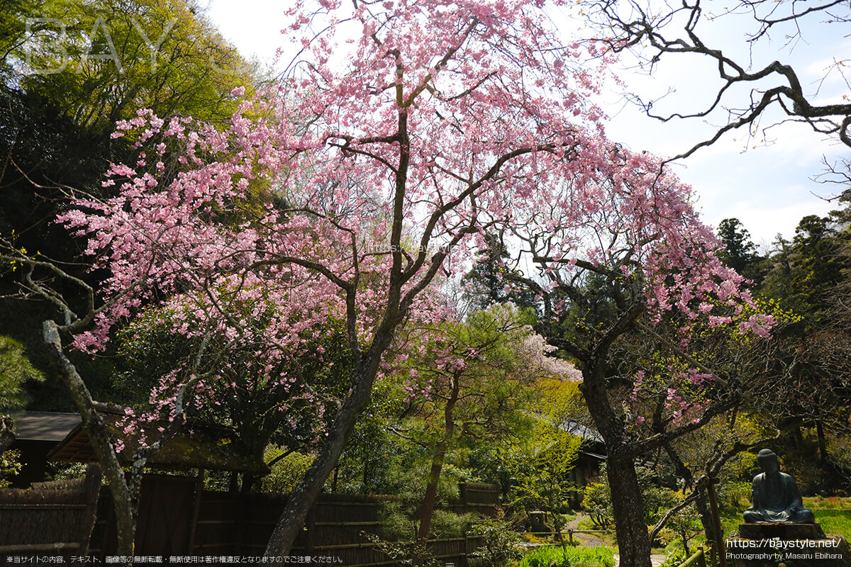東慶寺の桜