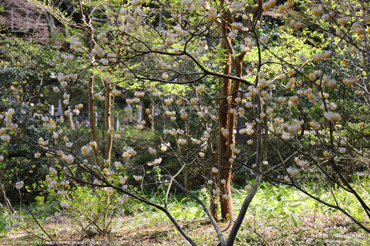 東慶寺の春の草花