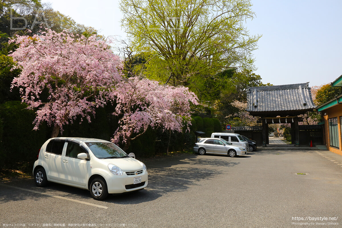 長勝寺の駐車場にあるしだれ桜