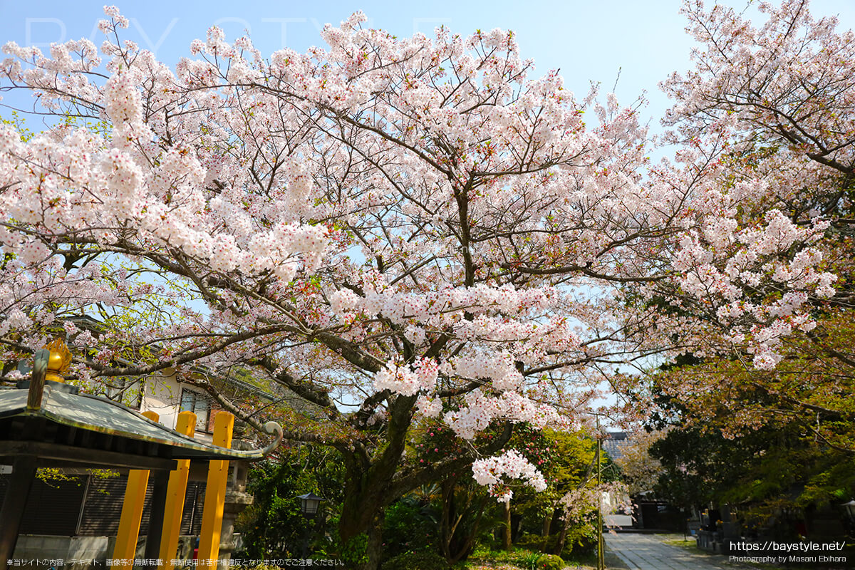 日蓮聖人と四天王像の像がいる本堂前は桜が満開