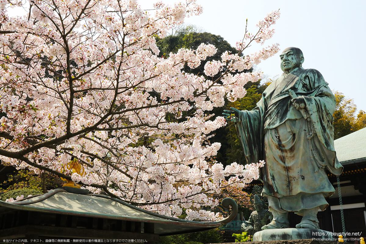 日蓮聖人と四天王像の像がいる本堂前は桜が満開