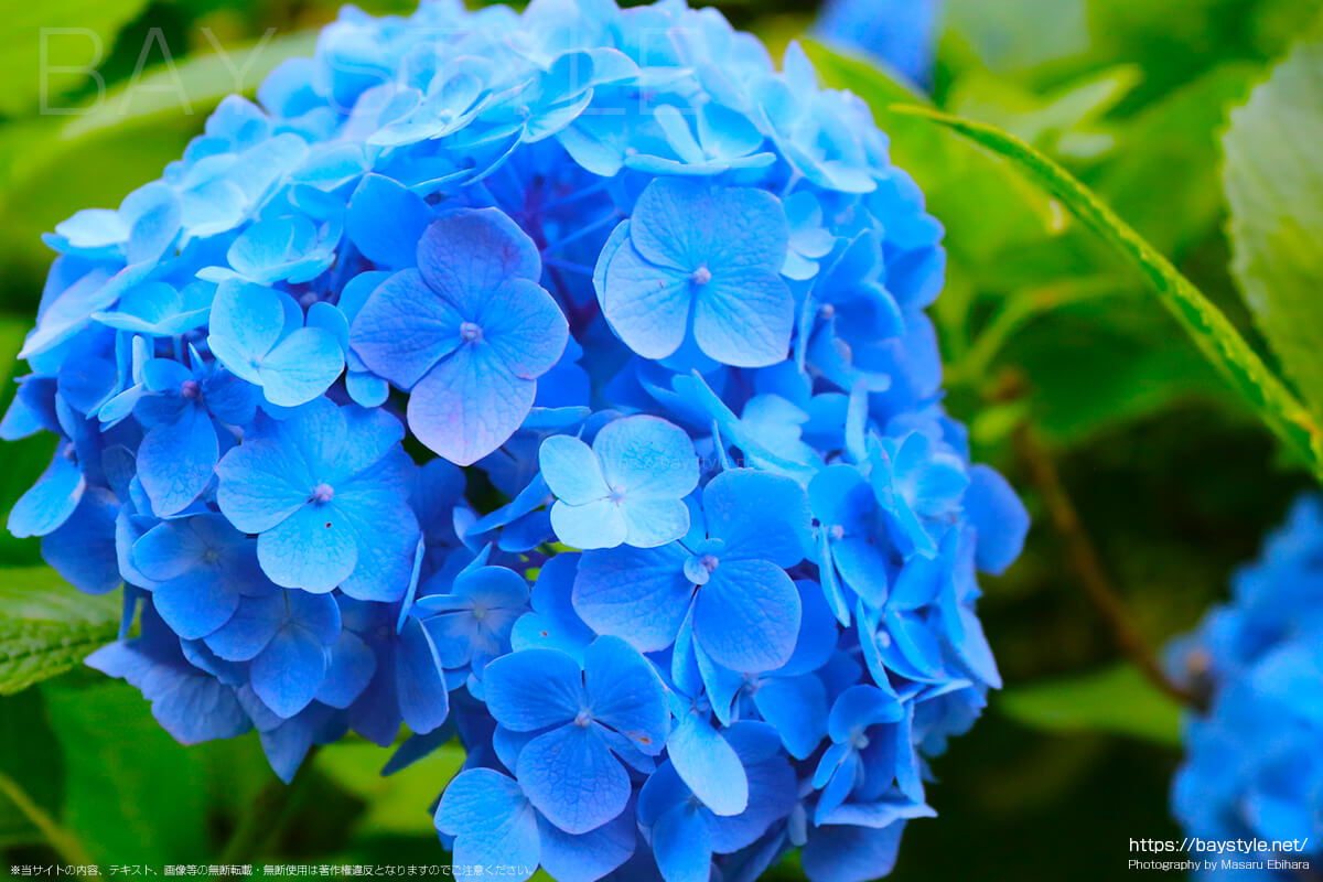 ブルーの花びらがとても綺麗な姫あじさい