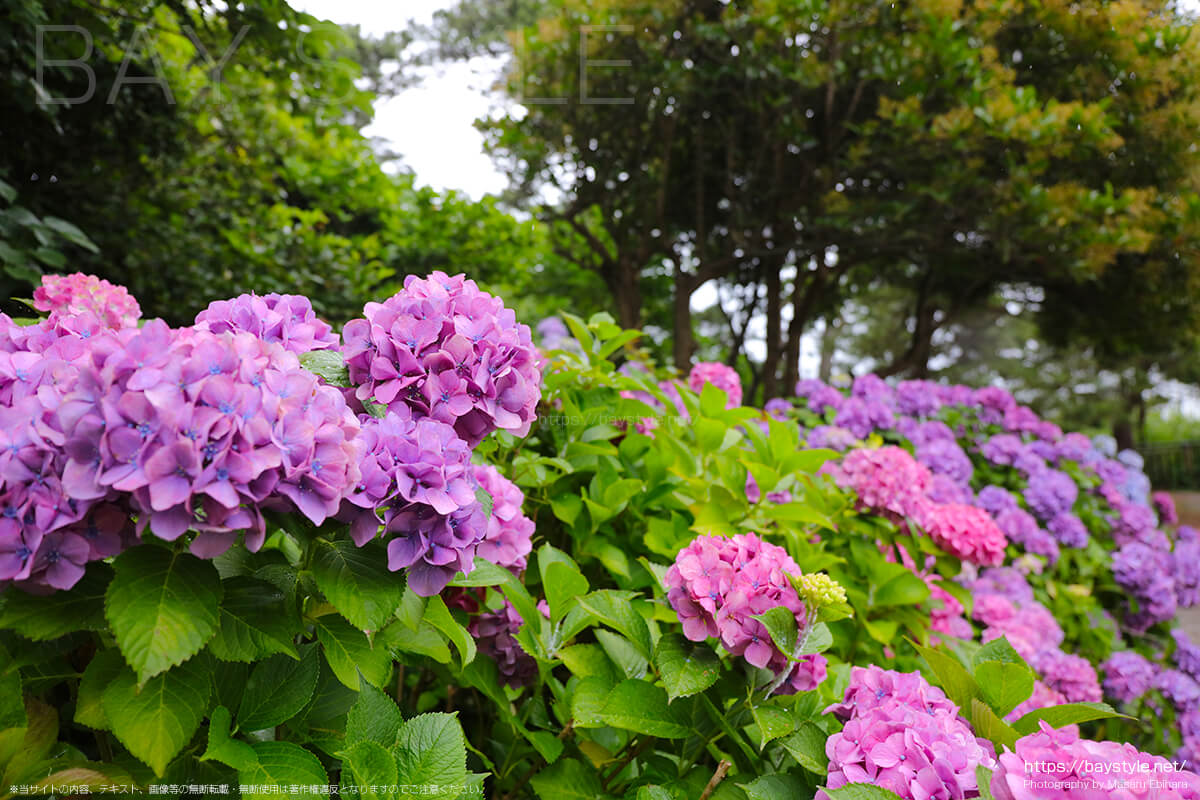6月中旬の雨の日に撮影した稲村ヶ崎公園のあじさい